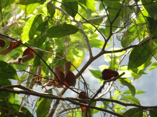 A fleeting but wonderful glimpse of a male Crimson Sunbird. Photo by Chloe Tan.