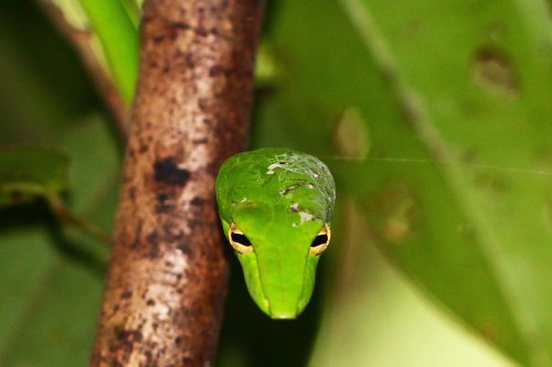 Oriental Whip Snake spotted by one of our participants! Photo by Sean Yap.