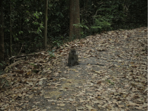 Long-tailed macaque. Photo by Yang Yi Yong.