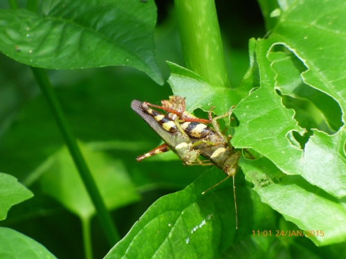 A mating pair of grasshoppers.