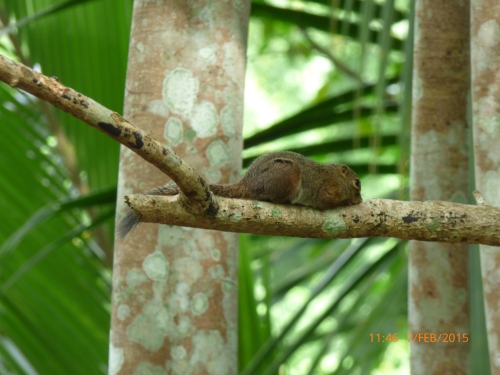 Slender squirrel resting on a branch.