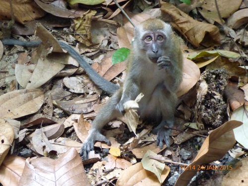 Long-tailed macaque foraging among the leaf litter.