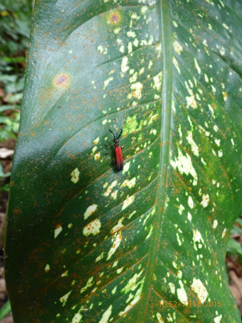 A bright red net-winged beetle (Taphes brevicollis)!