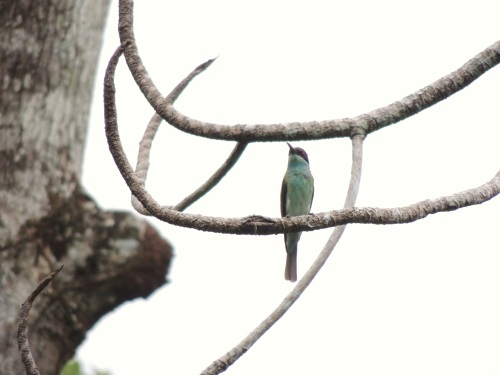 Blue-throated bee-eater.