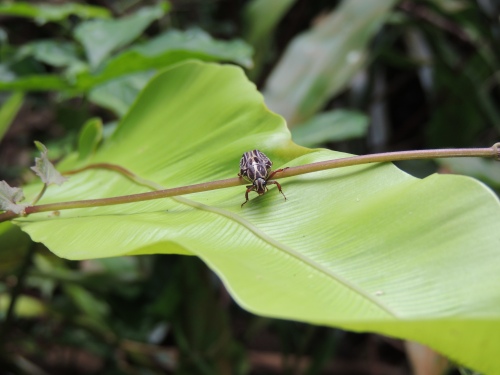 Flower chafer beetle (Taniodera monacha).