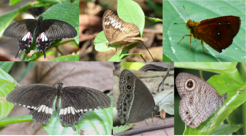 Just a few of the butterflies we came across. 