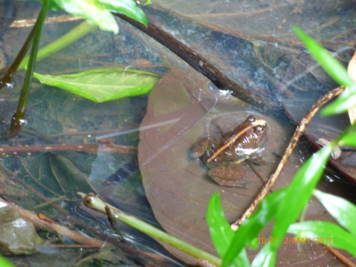 Juvenile yellow-bellied puddle frog.