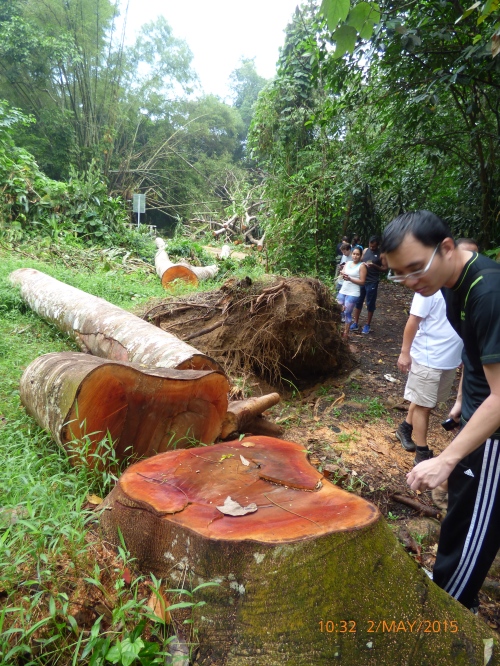 Fallen Albizia that had been sawed into segments by NParks.