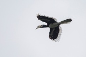 Oriental-pied hornbill in flight. Photo by Marcus Ng.